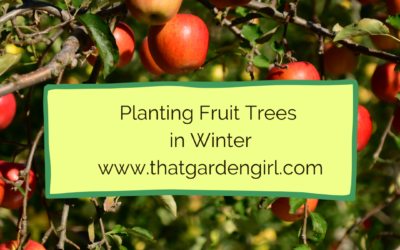 Planting fruit trees in winter and which ones to plant