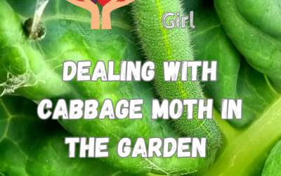 DEALING WITH CABBAGE MOTHS IN THE GARDEN
