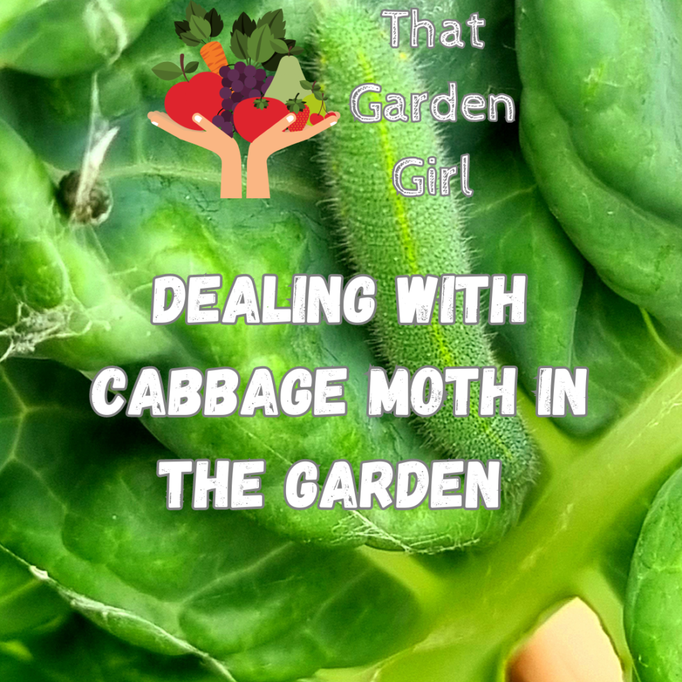 DEALING WITH CABBAGE MOTHS IN THE GARDEN THAT GARDEN GIRL