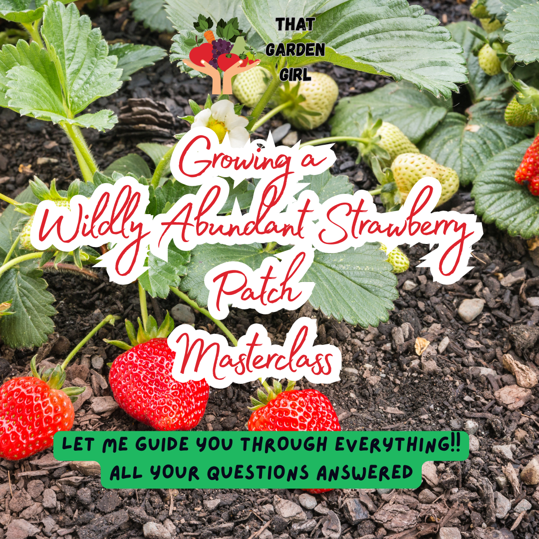 Growing a Wildly Abundant Strawberry Patch Masterclass
